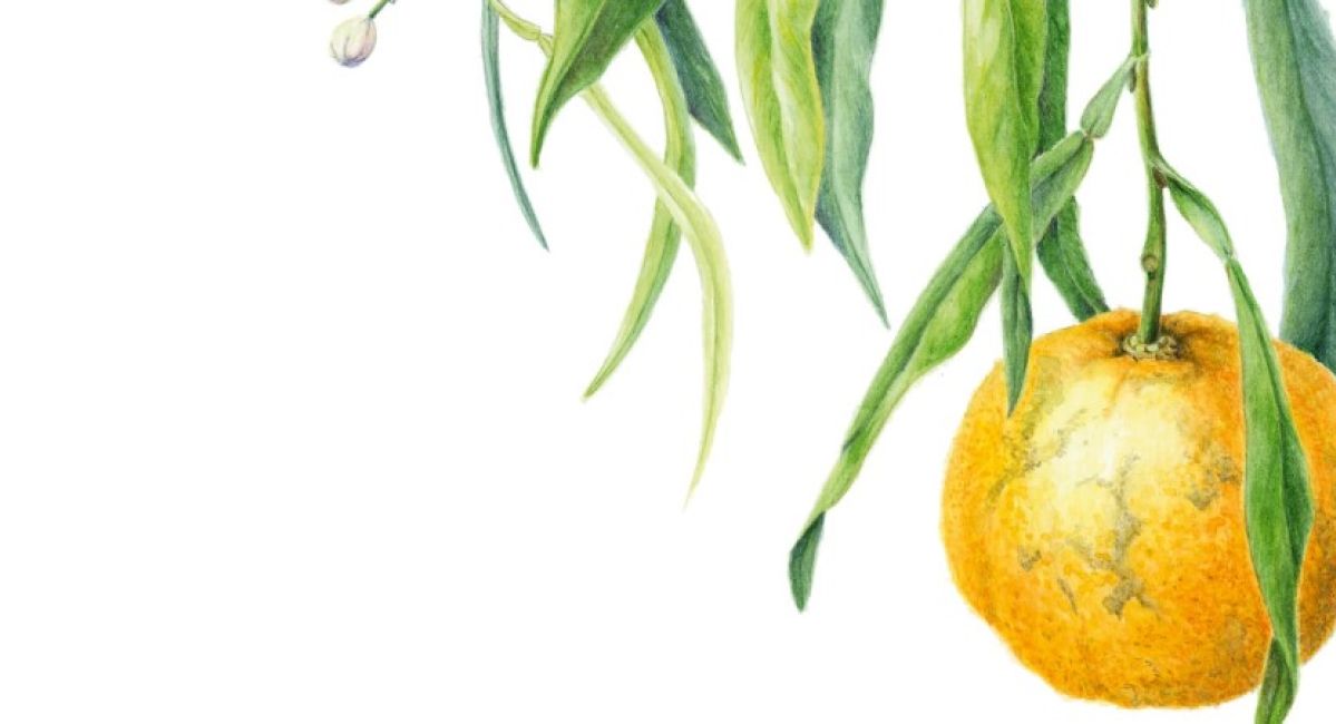 Marianne van der Stee - Citrus aurantium salicifolia